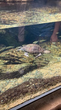 大分マリーンパレス水族館 「うみたまご」に投稿された画像（2023/8/13）