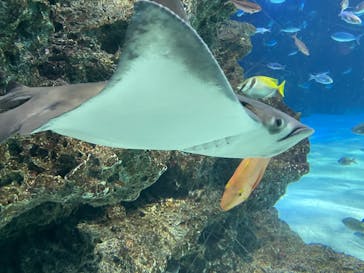 サンシャイン水族館に投稿された画像（2023/8/13）