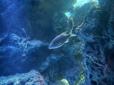 サンシャイン水族館に投稿された画像（2023/8/13）