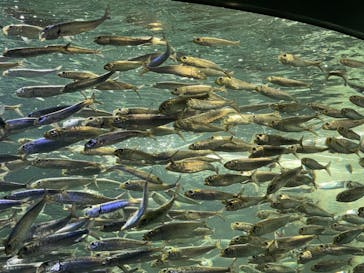 サンシャイン水族館に投稿された画像（2023/8/13）