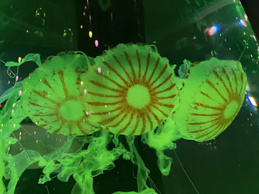 マクセル アクアパーク品川に投稿された画像（2023/8/13）