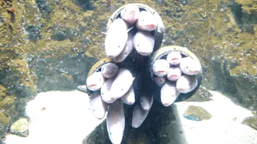 仙台うみの杜水族館に投稿された画像（2023/8/13）