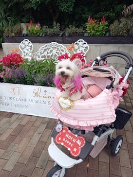 ニューヨークランプミュージアム＆フラワーガーデンに投稿された画像（2023/8/13）