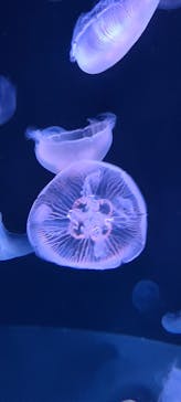 サンシャイン水族館に投稿された画像（2023/8/13）