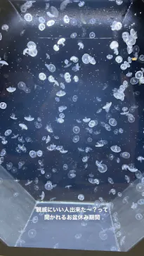 マクセル アクアパーク品川に投稿された画像（2023/8/13）