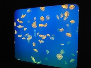 大分マリーンパレス水族館 「うみたまご」に投稿された画像（2023/8/13）