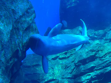 仙台うみの杜水族館に投稿された画像（2023/8/13）