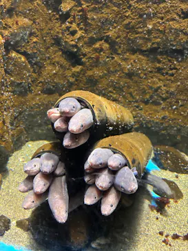 仙台うみの杜水族館に投稿された画像（2023/8/13）