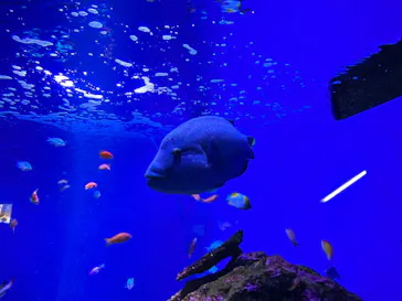 仙台うみの杜水族館に投稿された画像（2023/8/13）