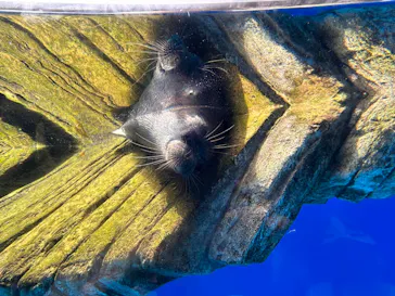 仙台うみの杜水族館に投稿された画像（2023/8/13）