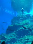 仙台うみの杜水族館に投稿された画像（2023/8/13）