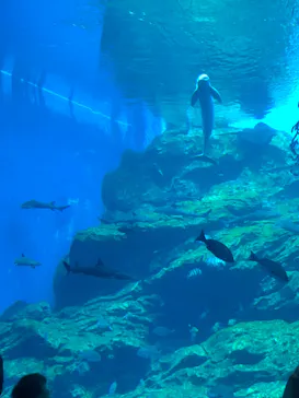 仙台うみの杜水族館に投稿された画像（2023/8/13）