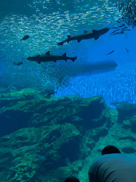 仙台うみの杜水族館に投稿された画像（2023/8/13）