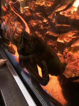 仙台うみの杜水族館に投稿された画像（2023/8/13）