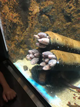 仙台うみの杜水族館に投稿された画像（2023/8/13）