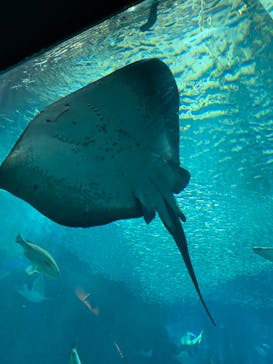 マリンワールド海の中道に投稿された画像（2023/8/13）