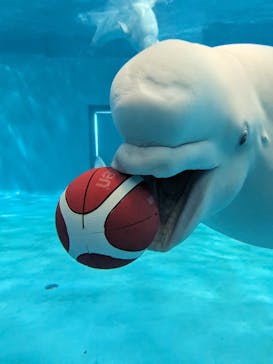 島根県立 しまね海洋館に投稿された画像（2023/8/13）