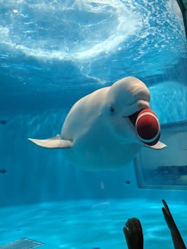 島根県立 しまね海洋館に投稿された画像（2023/8/13）