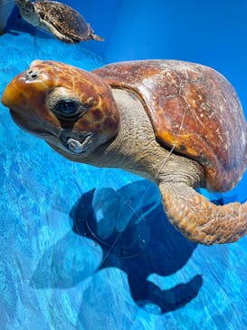 特別展「海　―生命のみなもと―」（国立科学博物館）に投稿された画像（2023/8/13）