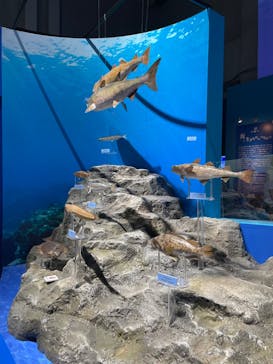 特別展「海　―生命のみなもと―」（国立科学博物館）に投稿された画像（2023/8/13）