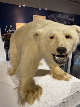 特別展「海　―生命のみなもと―」（国立科学博物館）に投稿された画像（2023/8/13）