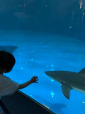 名古屋港水族館に投稿された画像（2023/8/13）