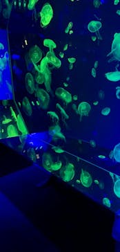 名古屋港水族館に投稿された画像（2023/8/13）