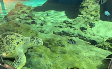 名古屋港水族館に投稿された画像（2023/8/13）