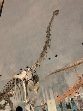 福井県立恐竜博物館に投稿された画像（2023/8/13）