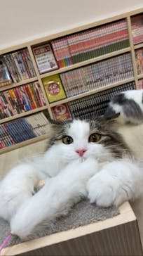 猫カフェモカ　イオンモール東久留米店に投稿された画像（2023/7/9）