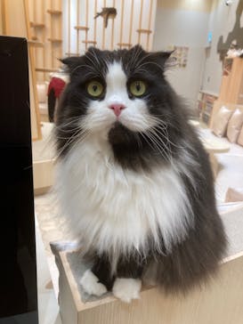 猫カフェモカ　イオンモール東久留米店に投稿された画像（2023/7/9）