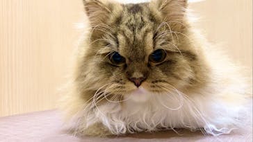 猫カフェモカ　イオンモール東久留米店に投稿された画像（2023/7/9）