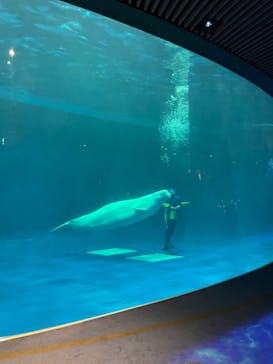 島根県立 しまね海洋館に投稿された画像（2023/8/13）