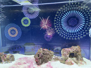 マクセル アクアパーク品川に投稿された画像（2023/8/13）