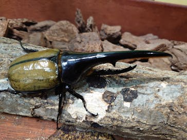 JOYPOLIS 特別イベントスペースに投稿された画像（2023/8/13）