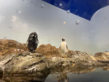 マクセル アクアパーク品川に投稿された画像（2023/8/13）