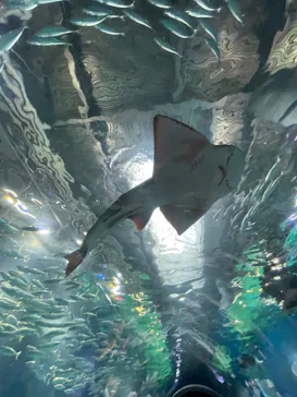 マクセル アクアパーク品川に投稿された画像（2023/8/13）