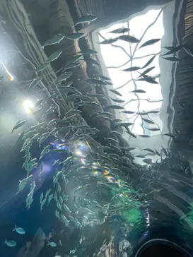 マクセル アクアパーク品川に投稿された画像（2023/8/13）