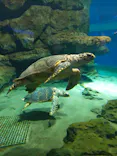 名古屋港水族館に投稿された画像（2023/8/14）