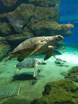 名古屋港水族館に投稿された画像（2023/8/13）