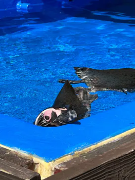 うみたま体験パーク 「つくみイルカ島」に投稿された画像（2023/8/14）