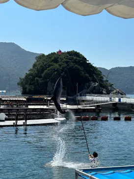 うみたま体験パーク 「つくみイルカ島」に投稿された画像（2023/8/14）