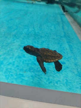 名古屋港水族館に投稿された画像（2023/8/14）