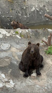 のぼりべつクマ牧場に投稿された画像（2023/8/14）