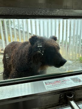 のぼりべつクマ牧場に投稿された画像（2023/8/14）