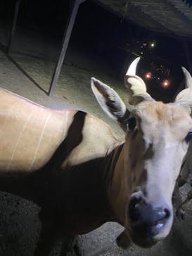 那須サファリパークに投稿された画像（2023/8/14）