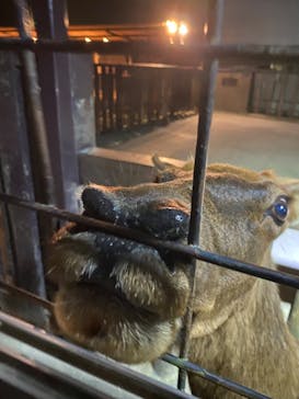 那須サファリパークに投稿された画像（2023/8/14）