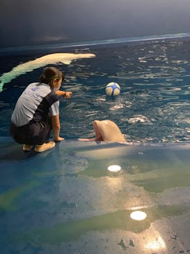 島根県立 しまね海洋館に投稿された画像（2023/8/14）