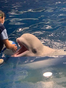 島根県立 しまね海洋館に投稿された画像（2023/8/14）