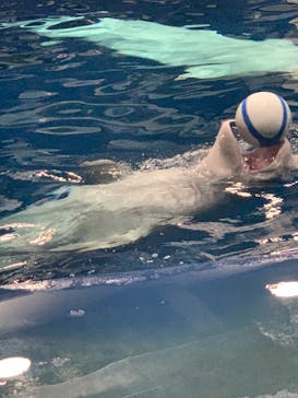 島根県立 しまね海洋館に投稿された画像（2023/8/14）